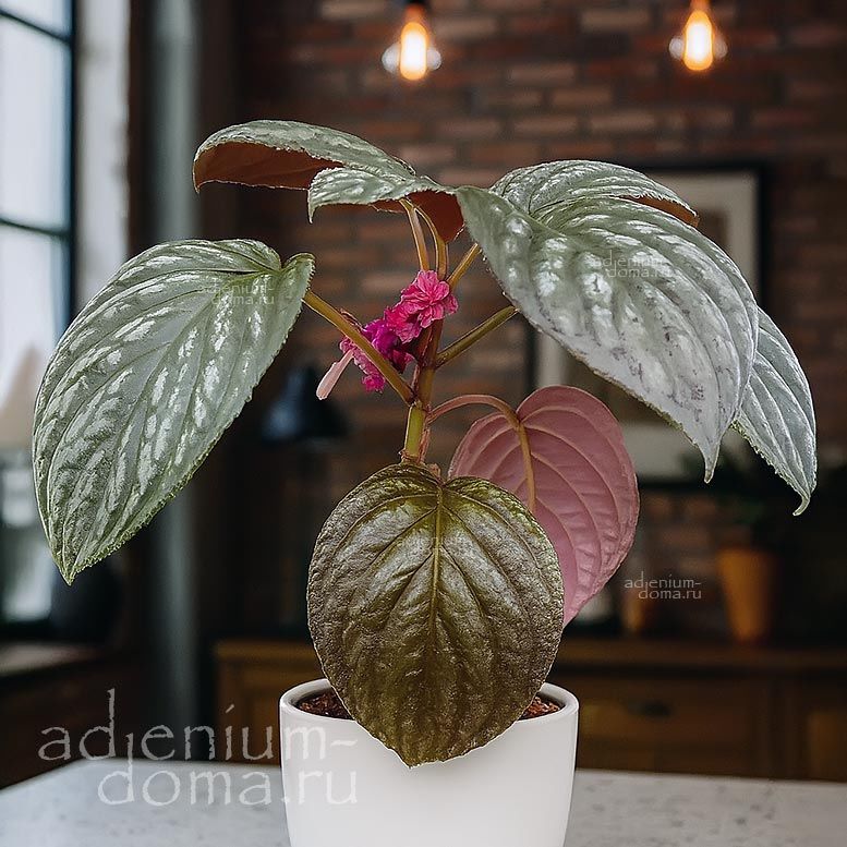 Drymonia TURRIALVAE Дримония турриальвийская Турриальве 2