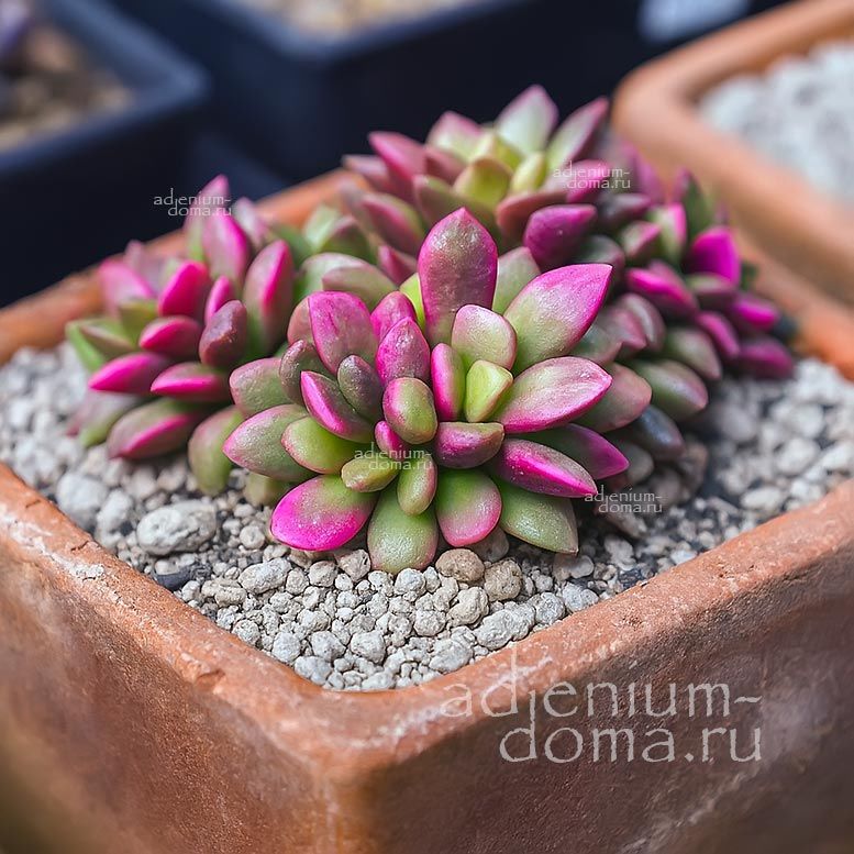 Anacampseros TELEPHIASTRUM Variegata (Анакампсерос)