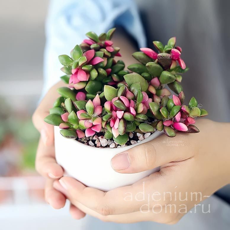 Anacampseros TELEPHIASTRUM Variegata Анакампсерос телефиевидный пестрый Телефиаструм Вариегата 3