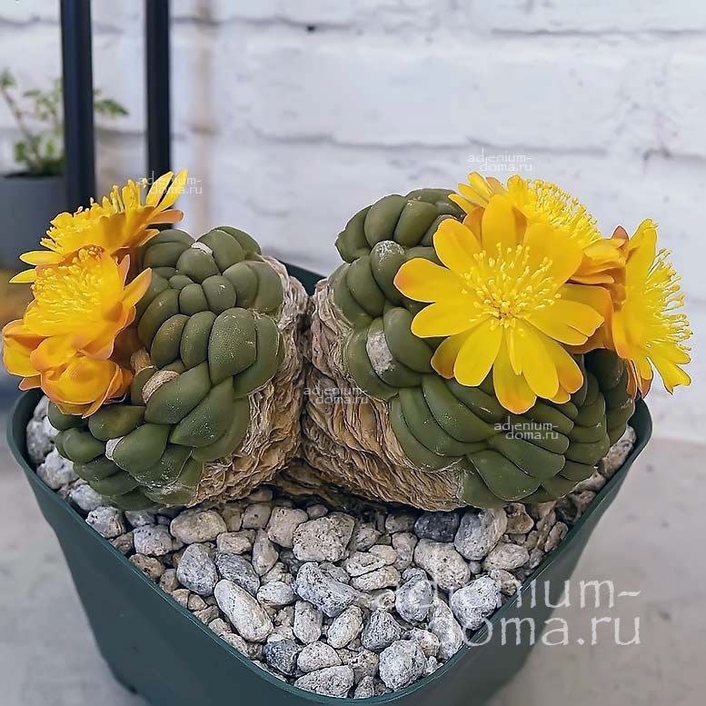 Weingartia CINTIA (Вейнгартия, Синтия Книже)