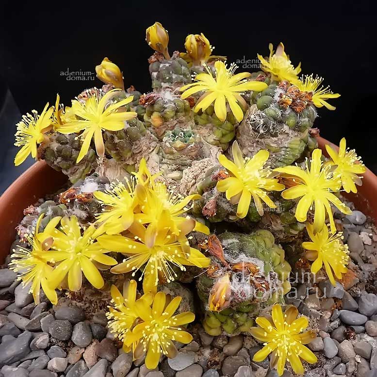 Weingartia CINTIA KNIZEI Rebutia Copiapoa Вейнгартия Синтия Книже 1