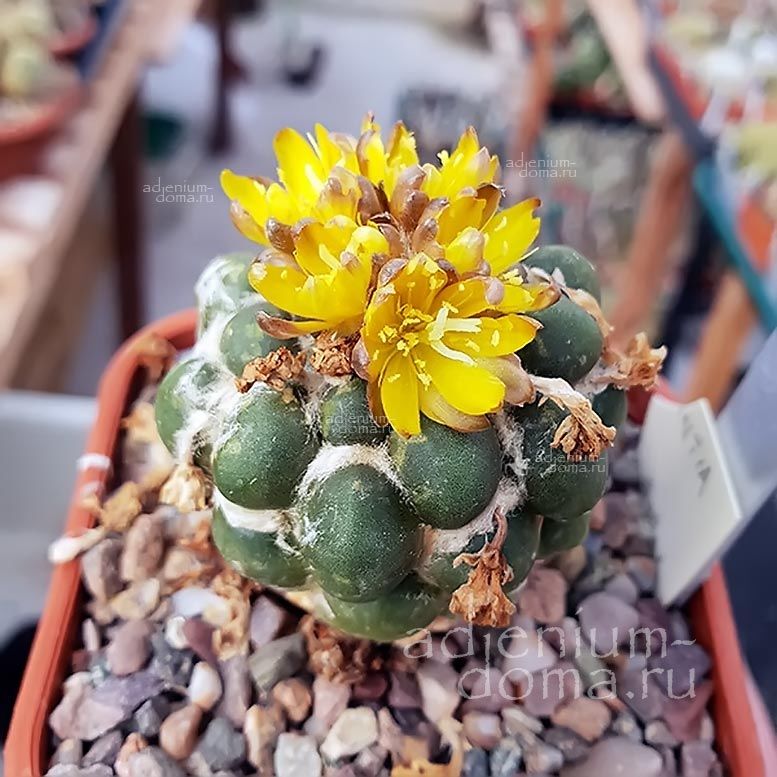 Weingartia CINTIA KNIZEI Rebutia Copiapoa Вейнгартия Синтия Книже 3