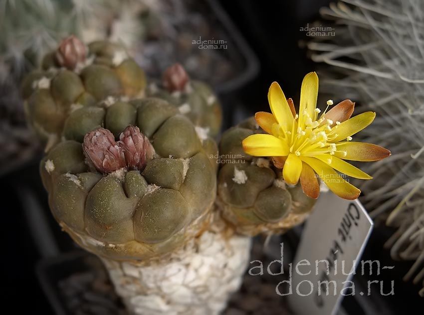 Weingartia CINTIA KNIZEI Rebutia Copiapoa Вейнгартия Синтия Книже 2