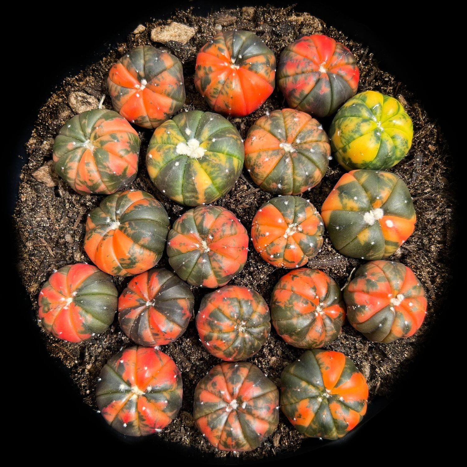 Astrophytum ASTERIAS Variegata Sand Dollar Cactus Астрофитум звездчатый пестрый Астериас Вариегата 3
