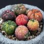 Astrophytum ASTERIAS Variegata (Астрофитум) 2