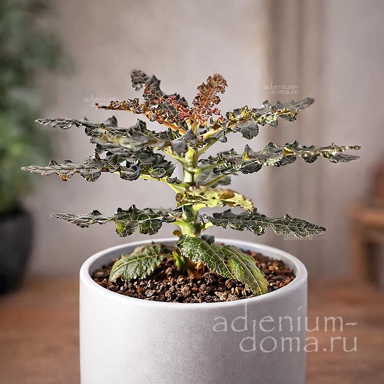 Boswellia NANA Socotra Dwarf Frankincense Босвеллия карликовая Нана 3