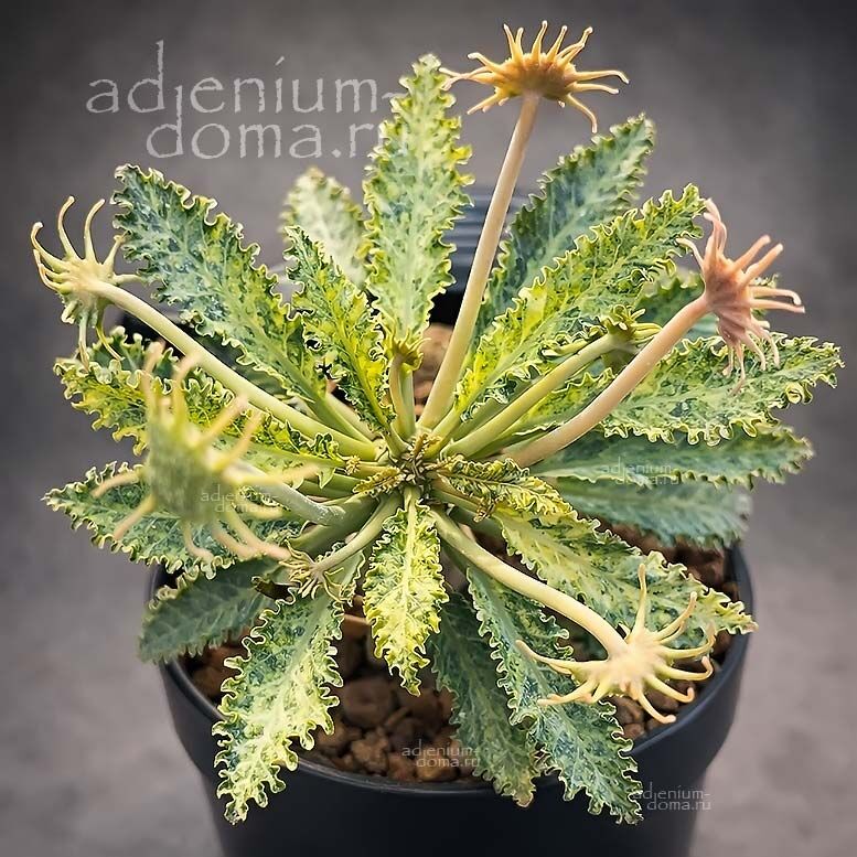 Dorstenia HORWOODII Variegata (Дорстения)