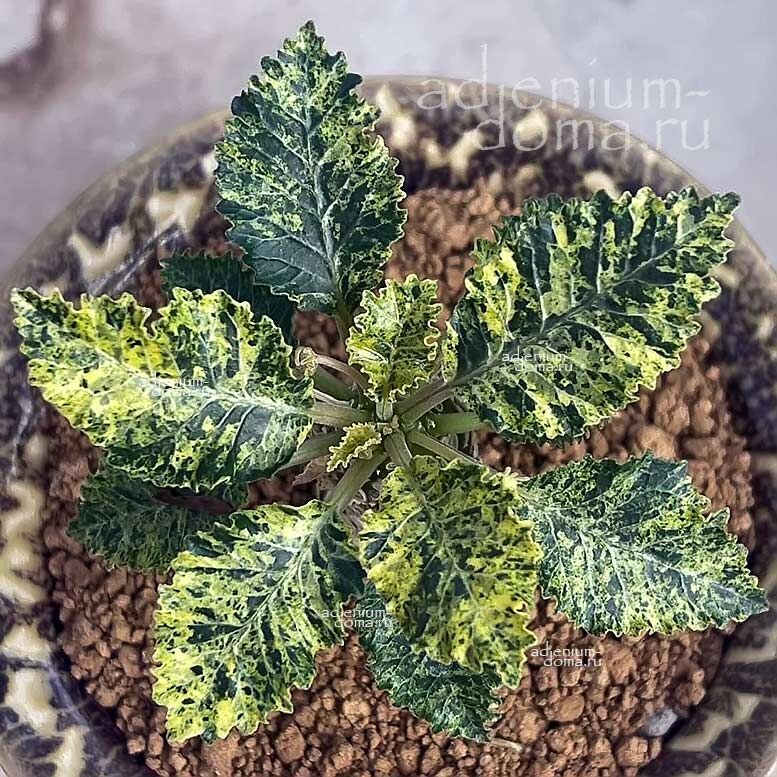 Dorstenia HORWOODII Variegata Дорстения Хорвуда пестролистная Хорвудии Вариегата 3