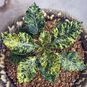 Dorstenia HORWOODII Variegata (Дорстения) 4