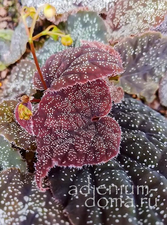 Begonia CURTISII Бегония Кёртиса Куртиси 3
