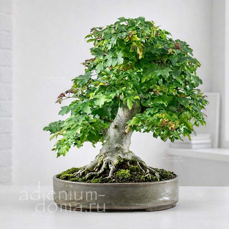 Acer CAMPESTRE Field Maple Клен полевои Кампестре равнинныи Подкленок Чернокленина 3