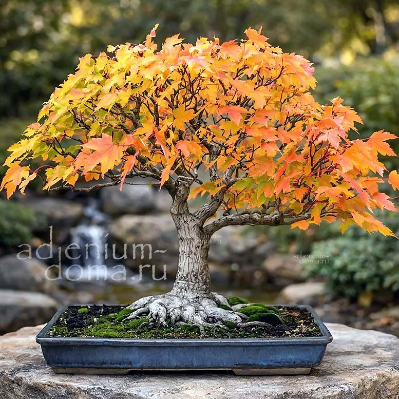 Acer GLABRUM (Клен)