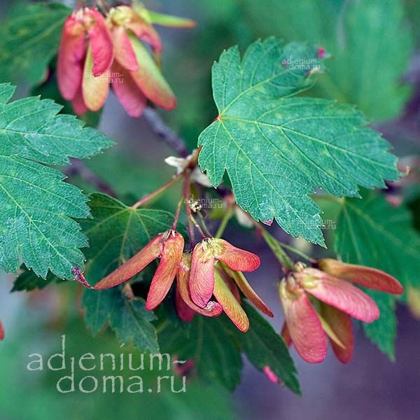 Acer GLABRUM Rocky Mountain Maple Клен голый Глабрум скалистых гор 2