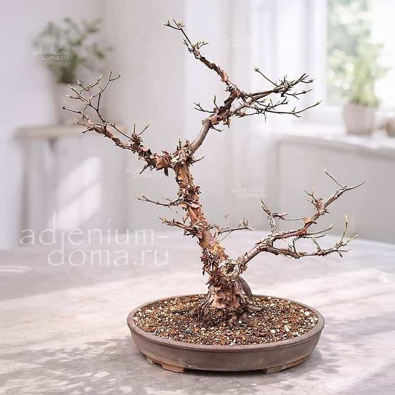 Acer GRISEUM Paperbark Maple Bloodbark Клен серый Гризеум бумажнокорый 2