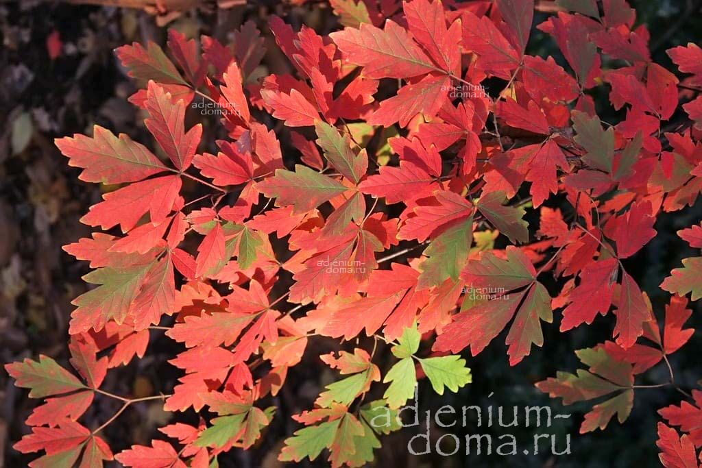 Acer GRISEUM Paperbark Maple Bloodbark Клен серый Гризеум бумажнокорый 3