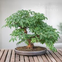 Acer GRISEUM (Клен)
