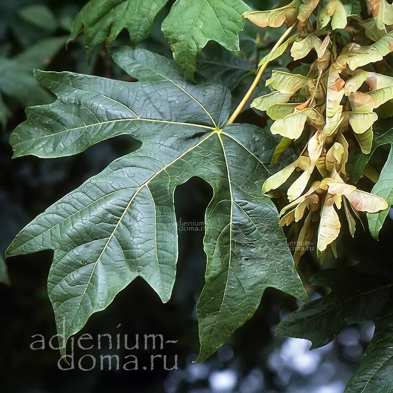 Acer MACROPHYLLUM Bigleaf Maple Клен крупнолистный Макрофиллум орегонский 3