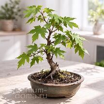 Acer MACROPHYLLUM (Клен)