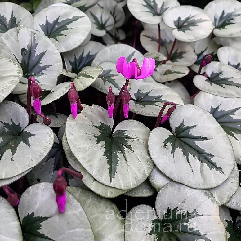 Cyclamen COUM 'SILVER LEAF' (Цикламен)