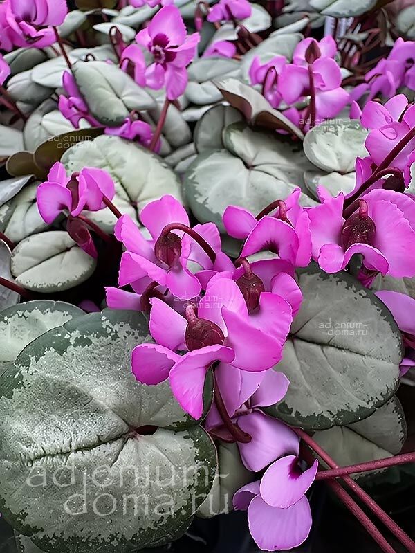 Cyclamen COUM Цикламен косский серебряннолистный Коум Сильвер Лиф Альпийская фиалка Дряква Кузнецова 2