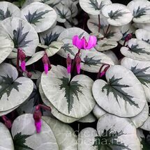 Cyclamen COUM 'SILVER LEAF' (Цикламен)
