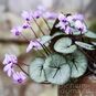 Cyclamen COUM 'SILVER LEAF' (Цикламен) 3