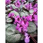 Cyclamen COUM 'SILVER LEAF' (Цикламен) 4