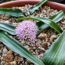 Daubenya COMATA (Добения)