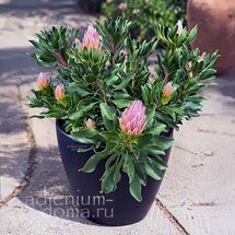 Protea REPENS (Протея)