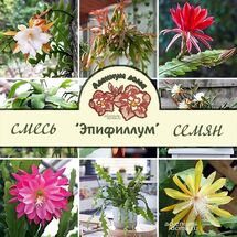 Epiphyllum MIXED (Эпифиллум)