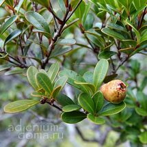 Syzygium NGOYENSE (Сизигиум)