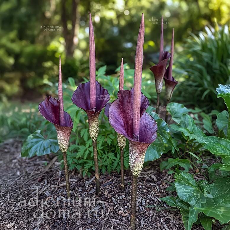 Amorphophallus KONJAC (Аморфофаллус)