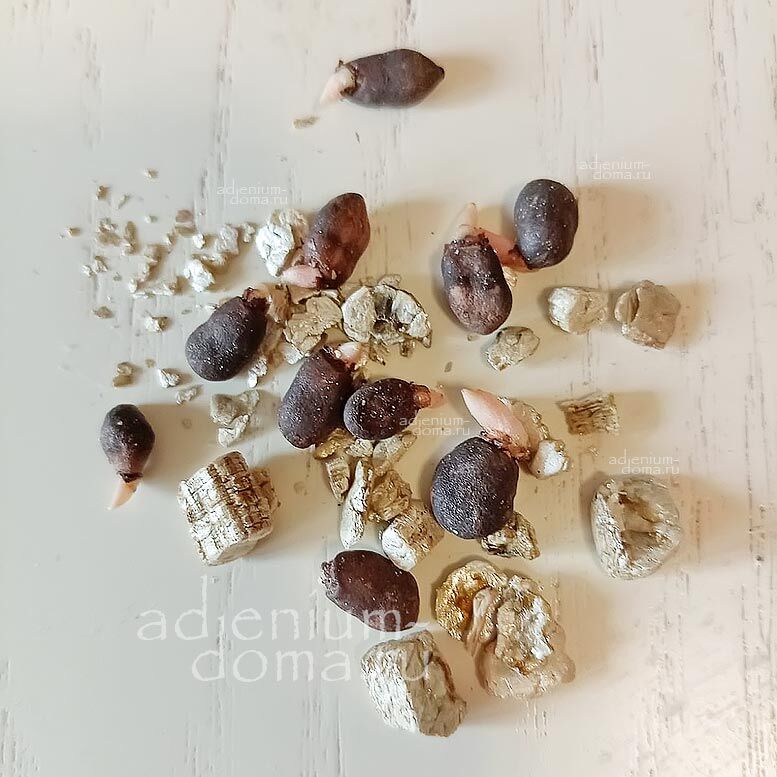 Amorphophallus KONJAC Devil's Tongue Voodoo Lily Аморфофаллус коньячный Коньяк Дьявольский язык Вуду-лилия Конжак 5