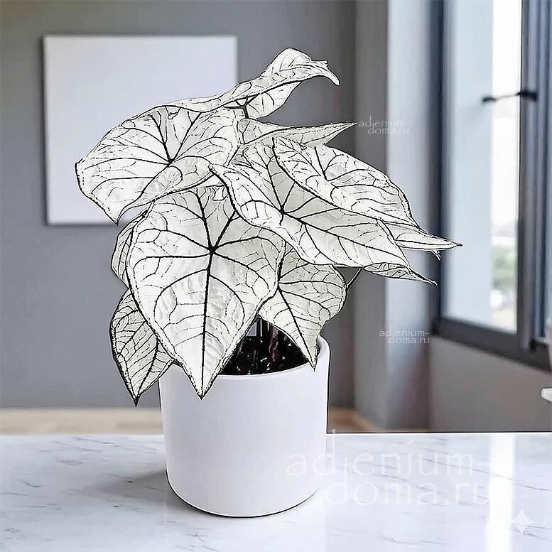 Клубень Caladium BICOLOR 'CANDIDUM JUNIOR' (Каладиум)