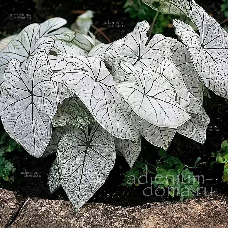 Caladium BICOLOR CANDIDUM JUNIOR JR Angel Wings Каладиум Биколор Кандидум Джуниор карликовый двухцветный белый Крылья ангела 2