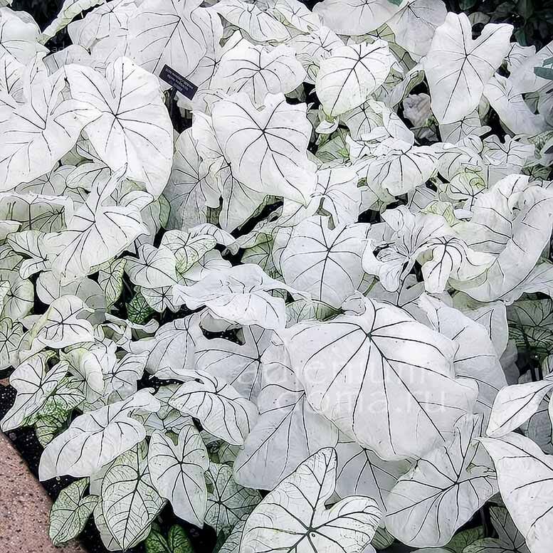 Caladium BICOLOR CANDIDUM JUNIOR JR Angel Wings Каладиум Биколор Кандидум Джуниор карликовый двухцветный белый Крылья ангела 1