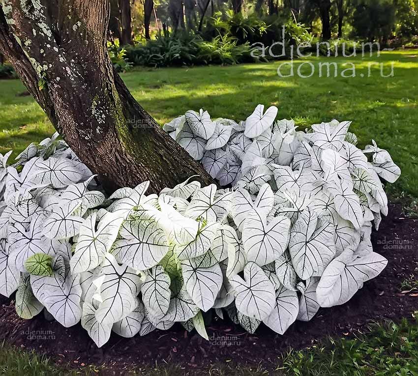 Caladium BICOLOR CANDIDUM JUNIOR JR Angel Wings Каладиум Биколор Кандидум Джуниор карликовый двухцветный белый Крылья ангела 3