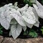 Клубень Caladium BICOLOR 'CANDIDUM JUNIOR' (Каладиум) 3