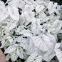 Клубень Caladium BICOLOR 'CANDIDUM JUNIOR' (Каладиум) 4