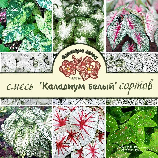 Клубень Caladium BICOLOR 'WHITE' MIX (Каладиум)