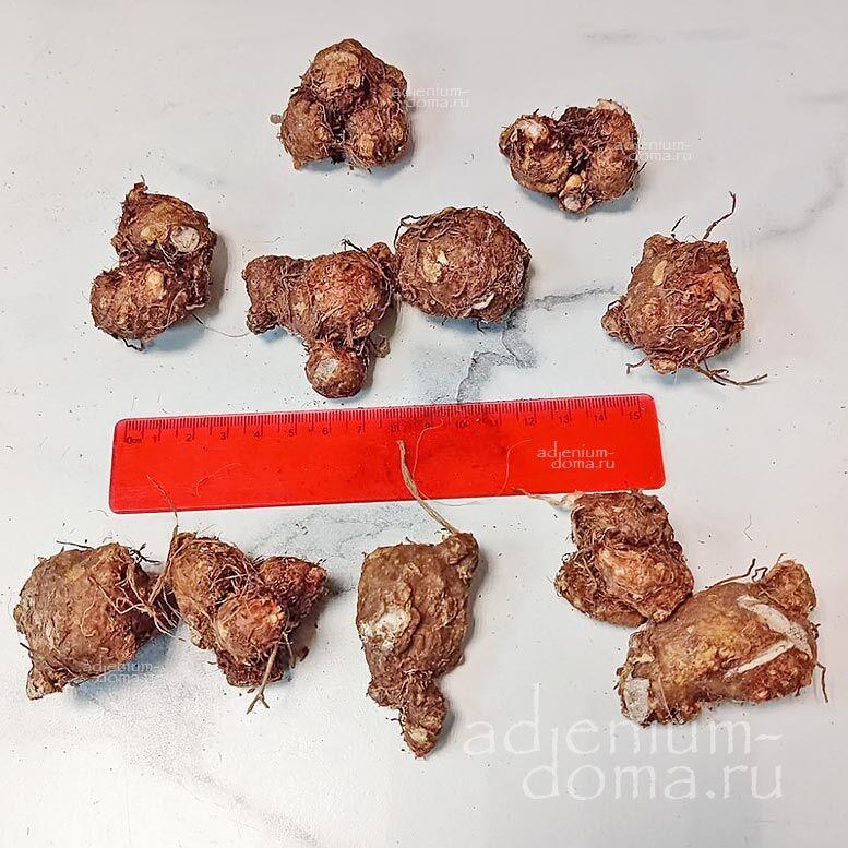 Caladium BICOLOR WHITE MIX Angel Wings Каладиум Биколор Вайт Микс Смесь белолистных сортов каладиума двухцветного Крылья ангела 2