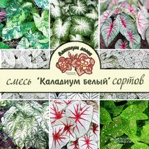 Клубень Caladium BICOLOR 'WHITE' MIX (Каладиум)