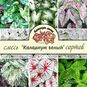 Клубень Caladium BICOLOR 'WHITE' MIX (Каладиум) 2