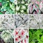 Клубень Caladium BICOLOR 'WHITE' MIX (Каладиум) 3