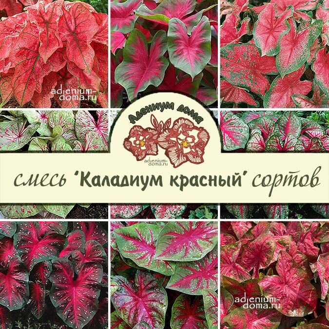 Клубень Caladium BICOLOR 'RED' MIX (Каладиум)