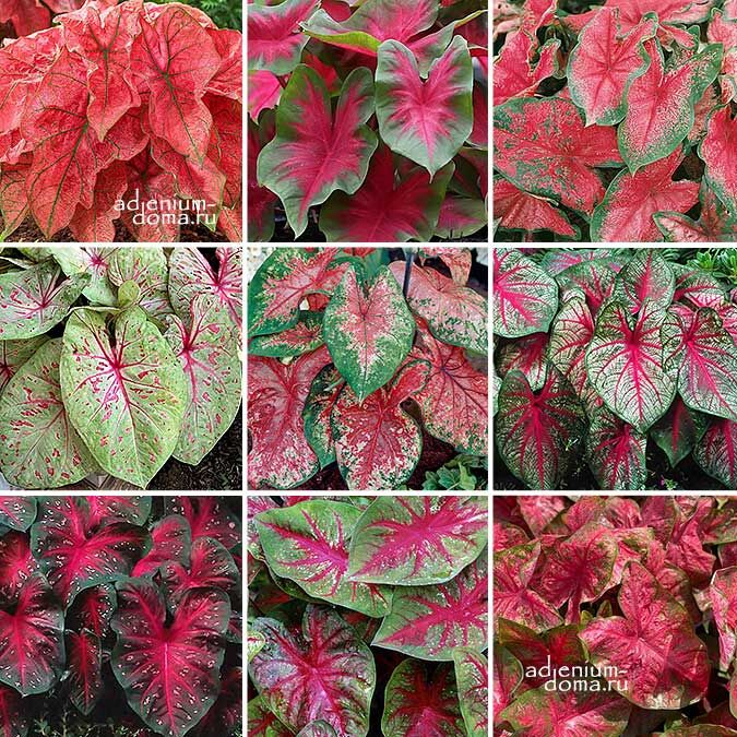 Caladium BICOLOR RED MIX Angel Wings Каладиум Биколор Рэд Микс Смесь краснолистных сортов каладиума двухцветного Крылья ангела 1