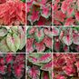 Клубень Caladium BICOLOR 'RED' MIX (Каладиум) 3