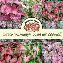 Клубень Caladium BICOLOR 'PINK' MIX (Каладиум)