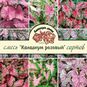 Клубень Caladium BICOLOR 'PINK' MIX (Каладиум) 2