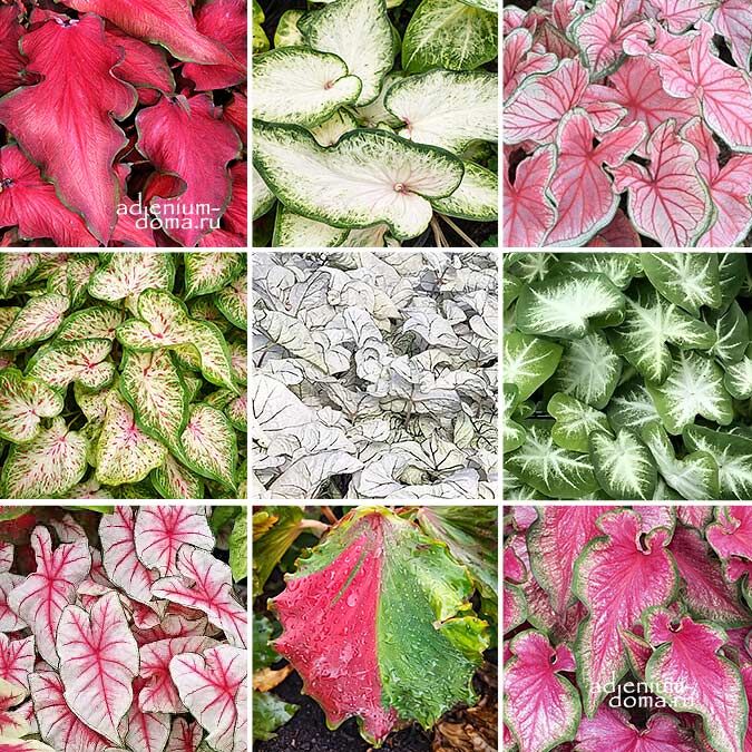 Клубень Caladium BICOLOR STRAPLEAF DWARF MIX Angel Wings Каладиум Биколор Микс Смесь узколистных карликовых сортов каладиума двухцветного Крылья ангела 1